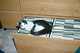 20031230_Kitty Kat_032